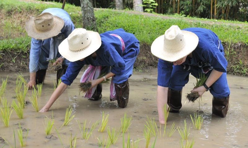 Asian rice worker