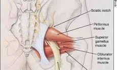 piriformis muscle