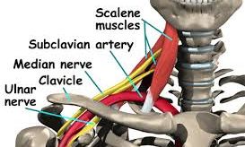 Scalenes and nerves