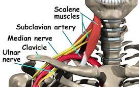 Scalenes and nerves