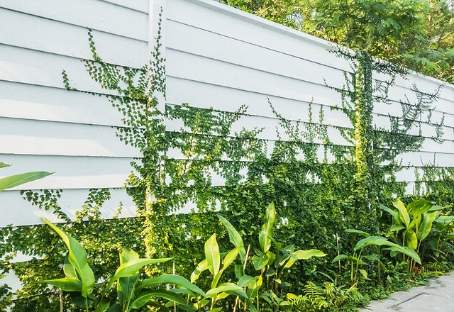 green ivy vines climbing white horizontal plank fence with tropical plants and lush garden border alongside concrete pathway