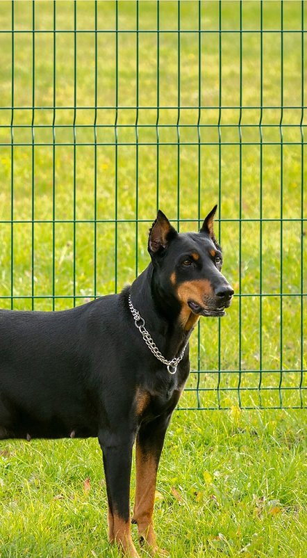 Dog with black fur and light brown accent marks on face in front of a wire fence