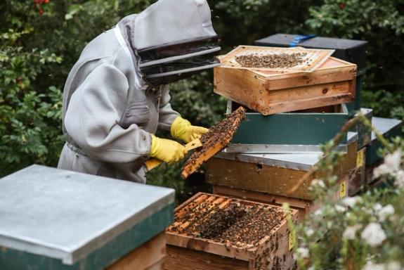 Un colmenar con colmenas Langstroth y el apicultor con el traje de seguridad. Se encuentra observando un cuadro con abejas en su interior.