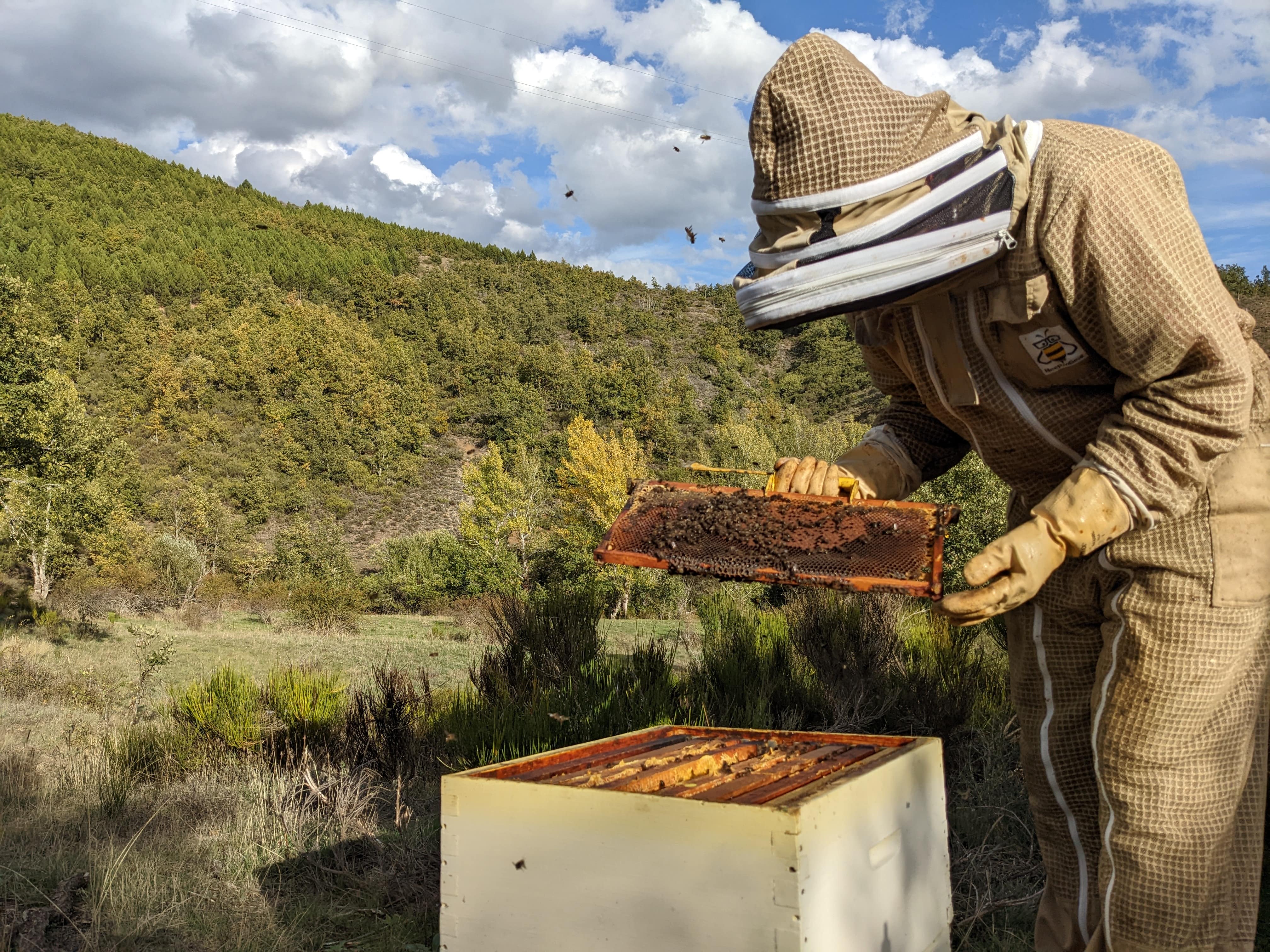 El apicultor está inclinado con con cuadro en su mano viendo las abejas. Está en frente de una colmena abierta. Y detrás de esta imagen está el monte verde.