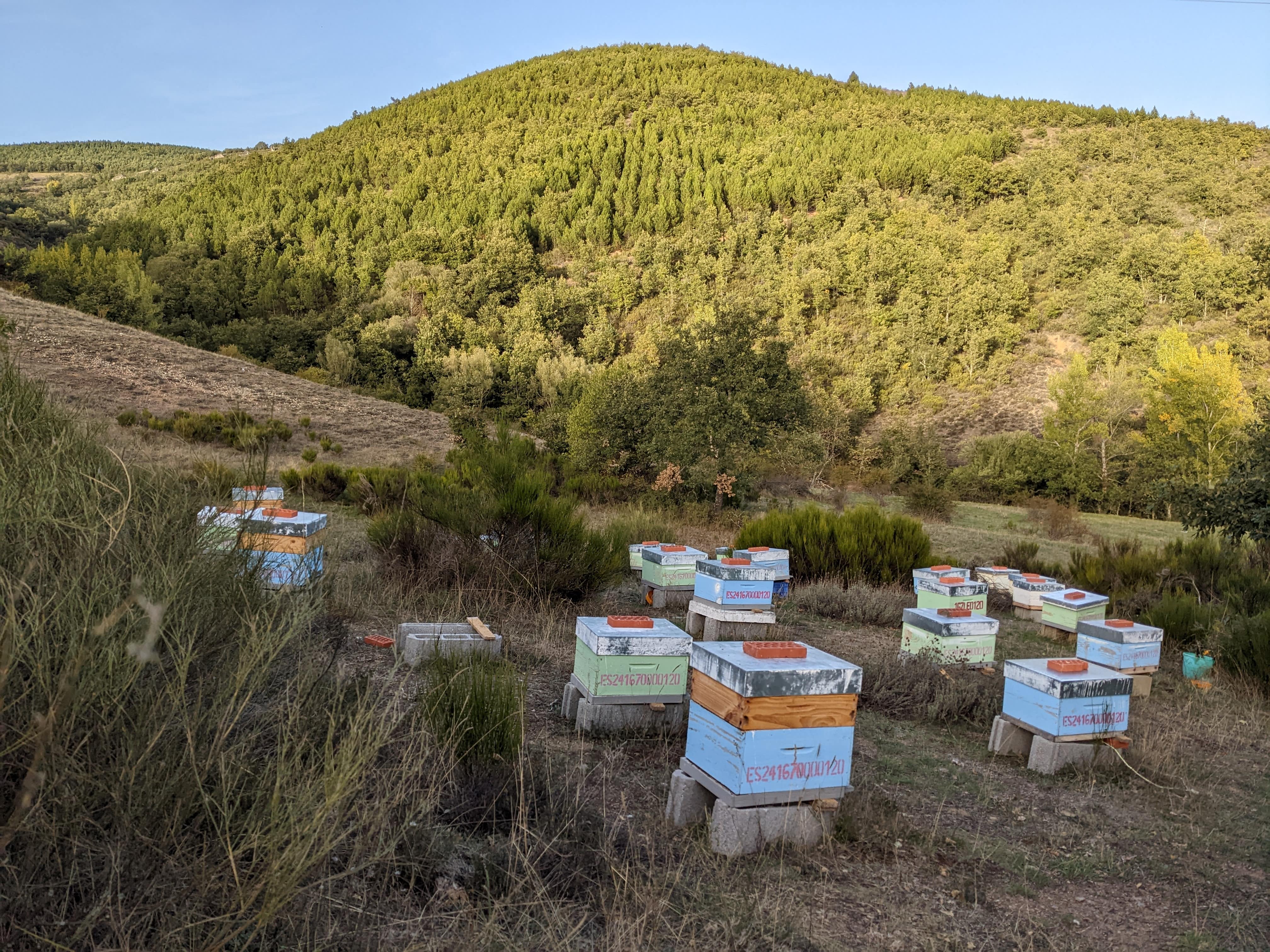 Colmenas de Mielarte, con la montaña tras de ellas. Se puede ver un número de colmenas azul claro y verde claro en la parte central de la imagen, así como vegetación a su alrededor.