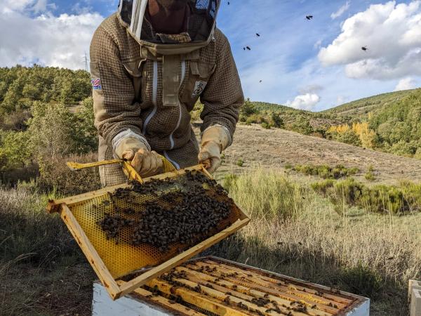 Foto en el colmenar. El apicultor cubierto con su traje está mostrando un panal con abejas. El panal está apoyado en la colmena.