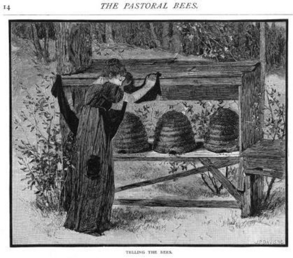 Grabado titulado Telling the Bees, de 1879 por JP Davis. Una joven vestida de negro se encuentra llorando frente a tres colmenas tradicionales de paja colocadas encima de un soporte de madera