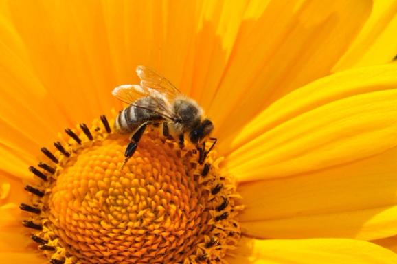 Una flor de un color amarillo vibrante y una abeja posada en ella recolectando polen.