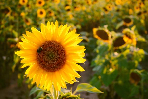 En primer plano tenemos un girasol con una abeja posada en el. En un segundo plano se  encuentra un campo repleto de girasoles.