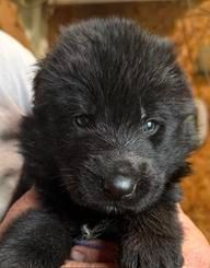 Yanko — purple collar male German Shepherd puppy