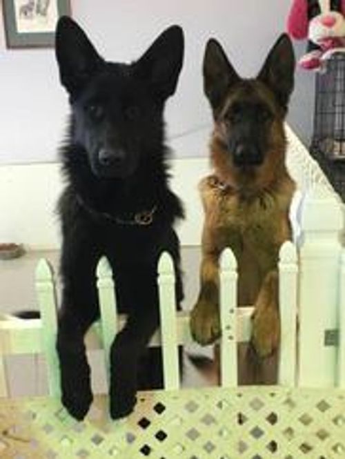 Vom Dinaburg German Shepherd