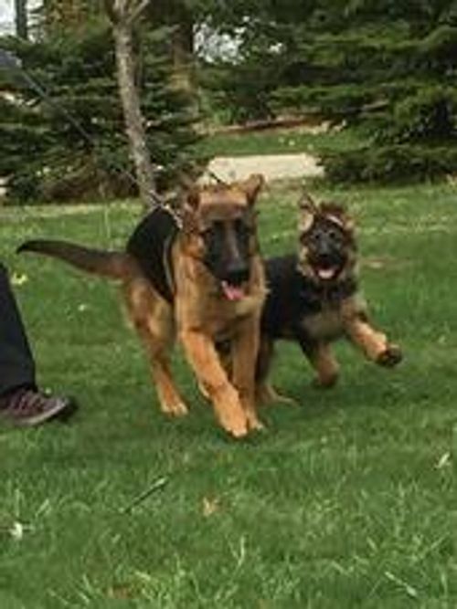 Vom Dinaburg German Shepherd