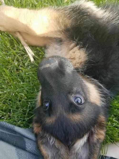 Puppy games