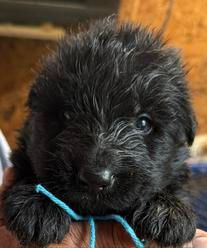 Yan — blue collar male German Shepherd puppy