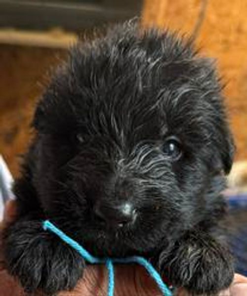 Yan — blue collar male German Shepherd puppy