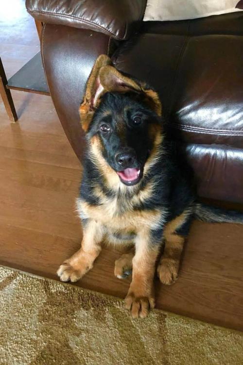 The ear stage