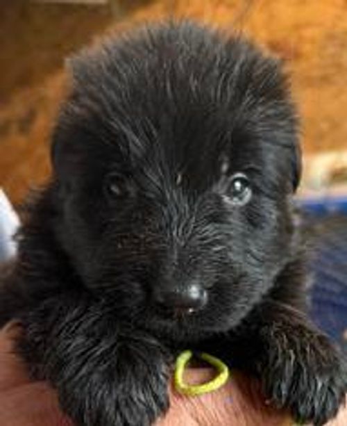 Yana — lime collar female German Shepherd puppy