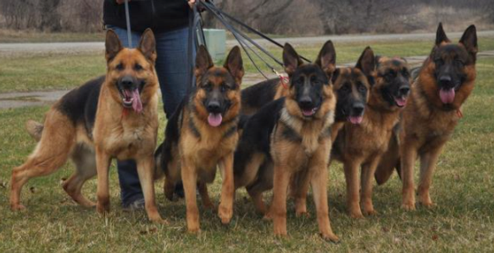 The pack