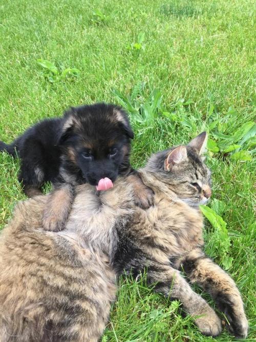Raised with everyone — cats included