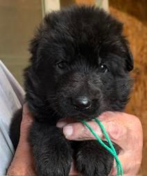 Yando — green collar male German Shepherd puppy