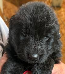 Yarko — red collar male German Shepherd puppy