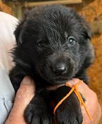Yamira — orange collar female German Shepherd puppy