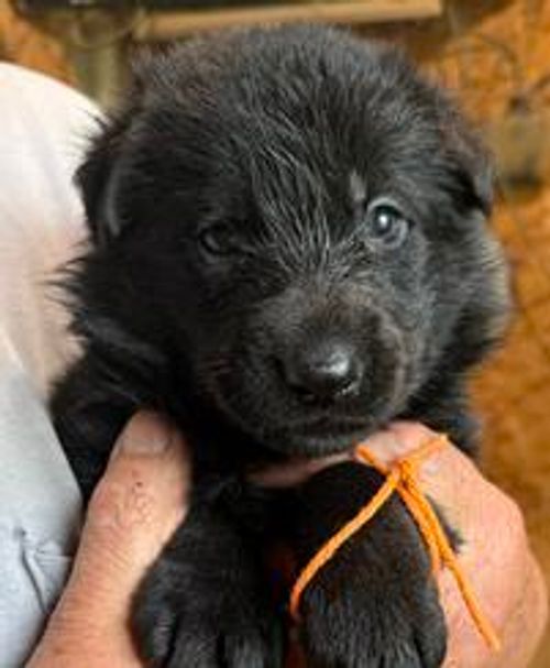 Yamira — orange collar female German Shepherd puppy