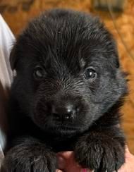Yaline — pink collar female German Shepherd puppy
