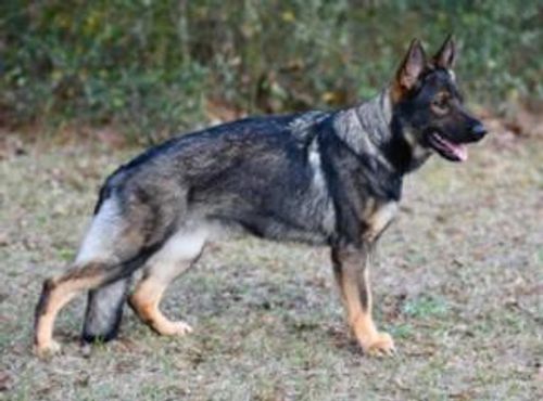 Vom Dinaburg German Shepherd