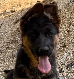 Victoria — V Litter German Shepherd puppy
