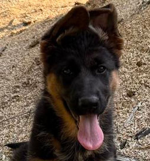 Victoria — V Litter German Shepherd puppy