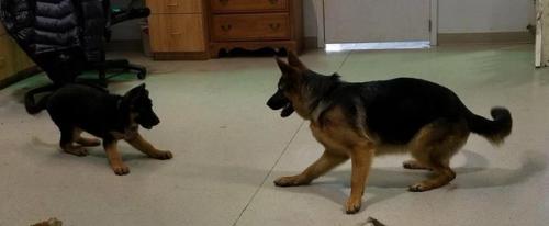 Meeting the pack