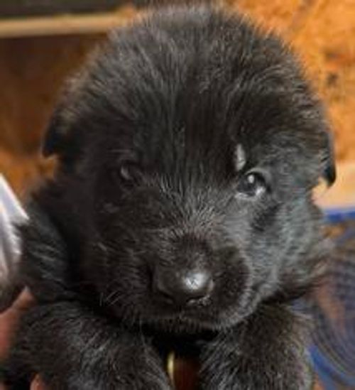 Yuno — yellow collar male German Shepherd puppy