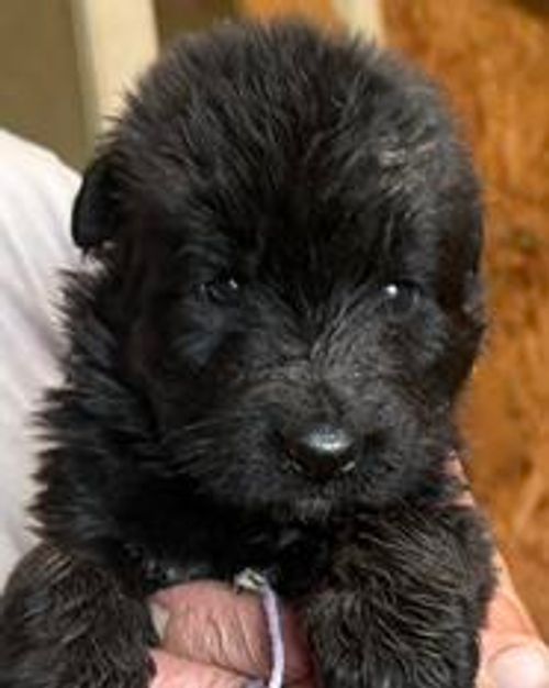 Yoki — lavender collar female German Shepherd puppy
