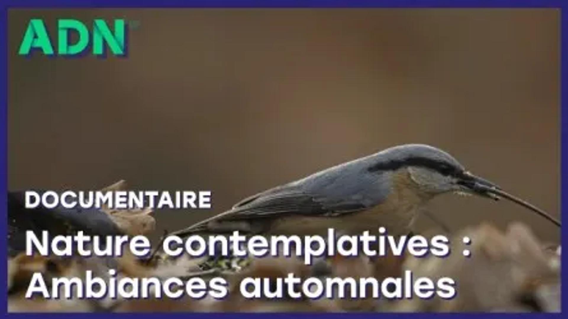 Nature contemplative : Ambiances automnales