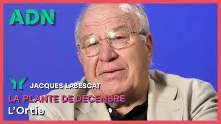 La plante de Décembre : L’Ortie