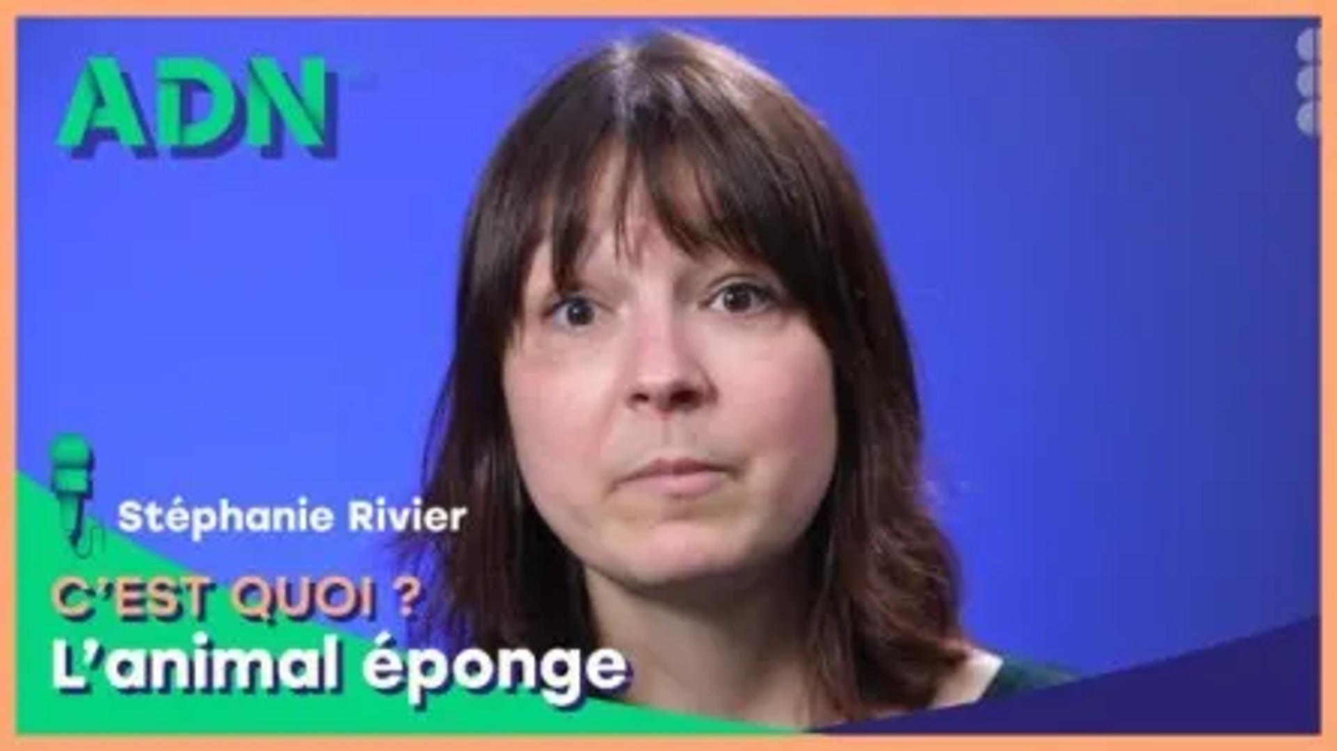 L’animal éponge, c'est quoi ?