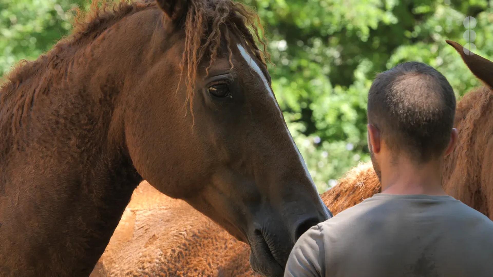 L'histoire du Curly, le cheval hypoallergénique
