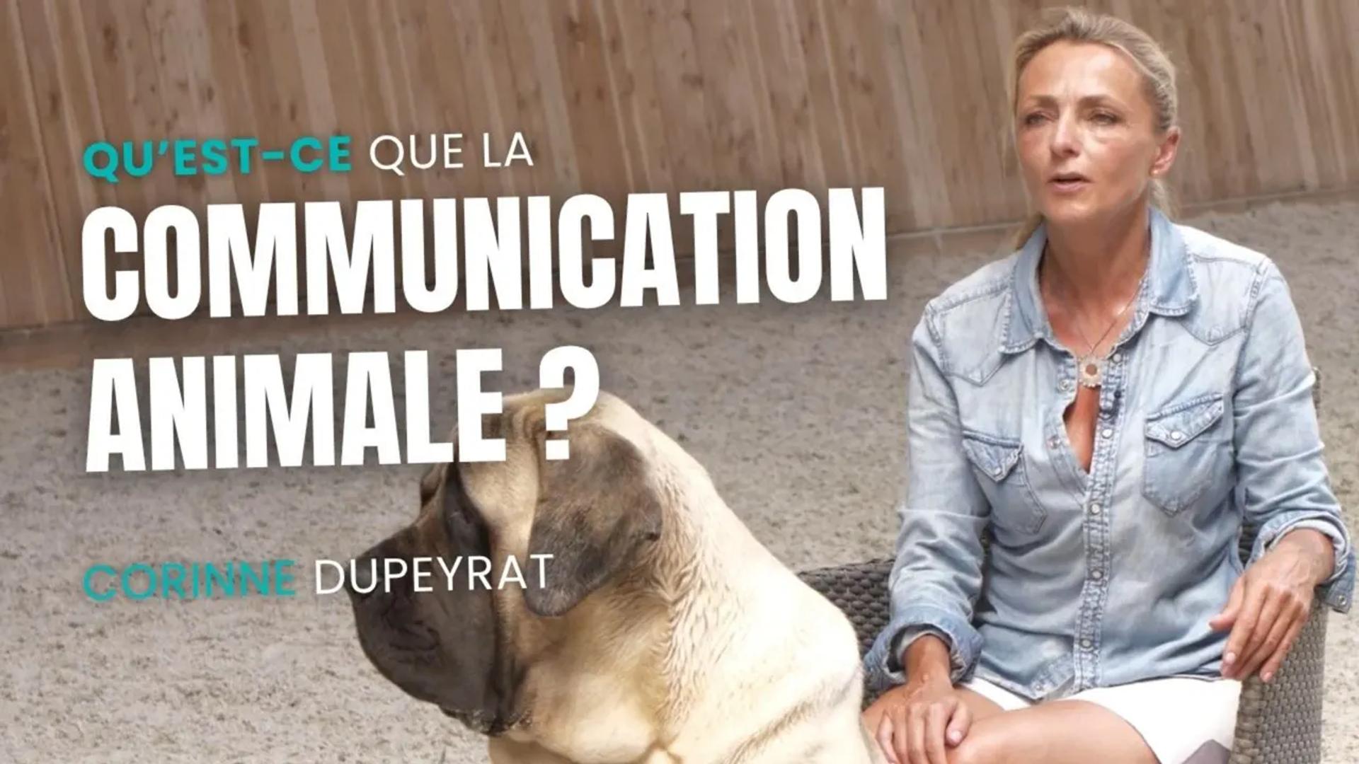 Qu'est-ce que la communication animale ?