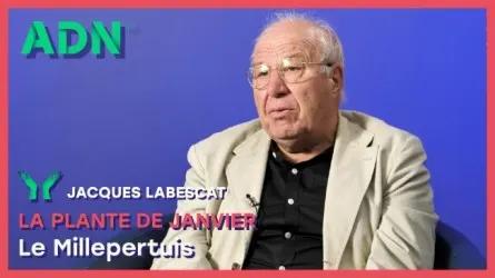 La plante de Janvier : Le Millepertuis