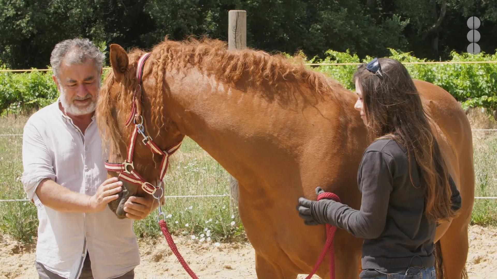 Le cheval hypoallergénique, comment ça fonctionne ?