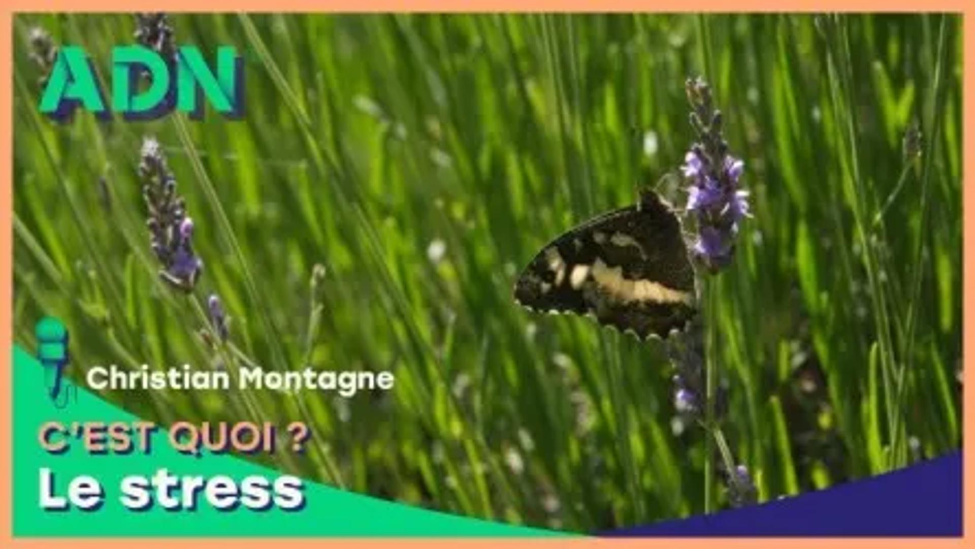 Le stress, c'est quoi ?