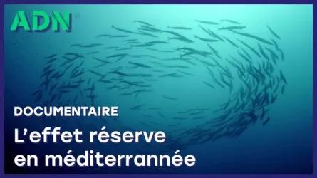L'effet réserve en Méditerranée