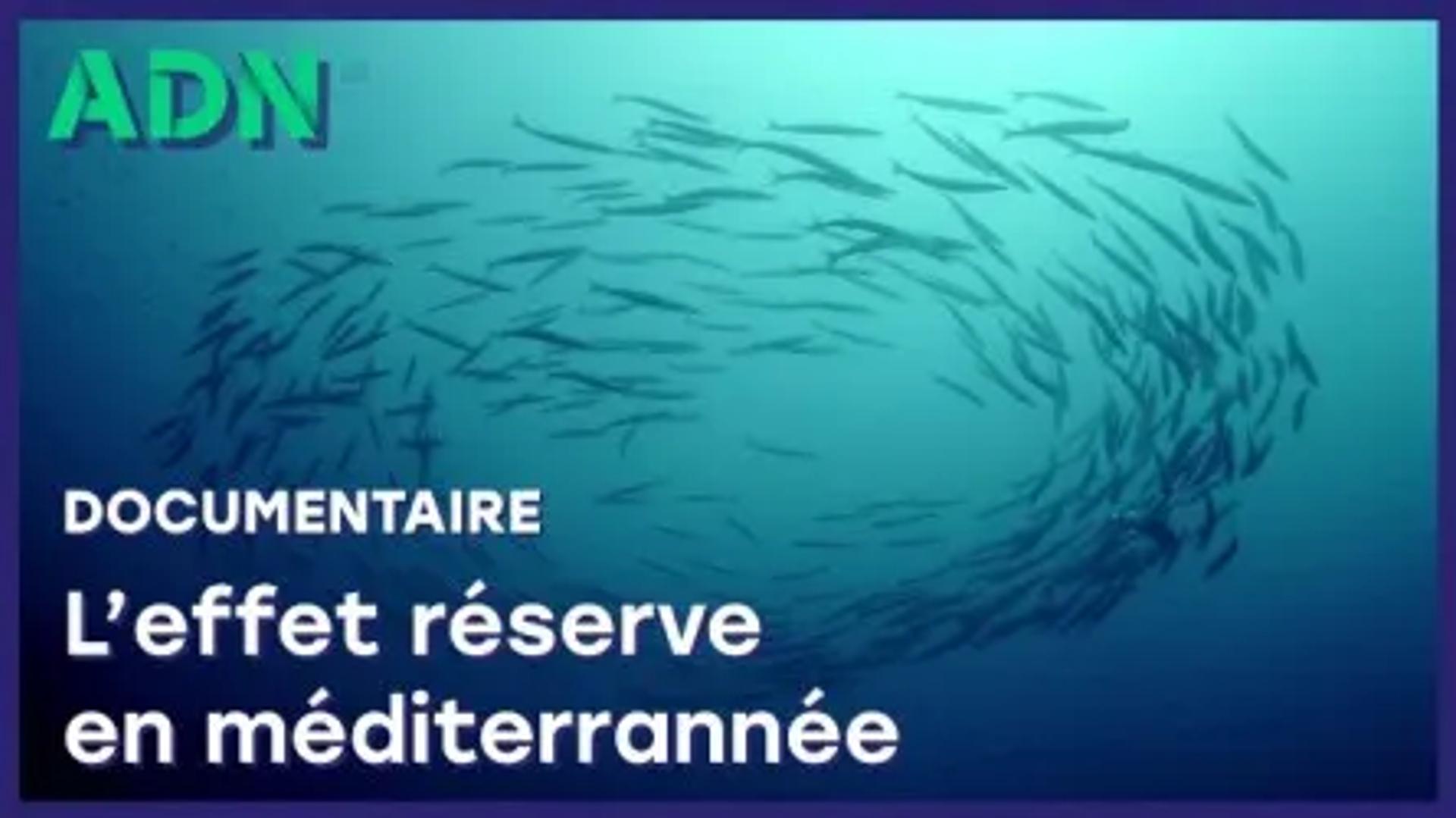 L'effet réserve en Méditerranée