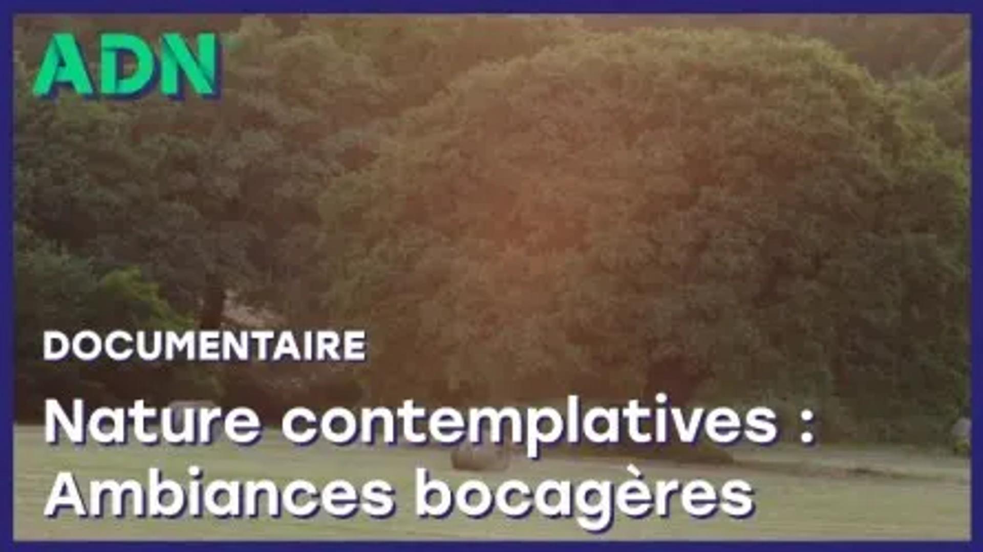 Nature contemplative : Ambiances bocagères