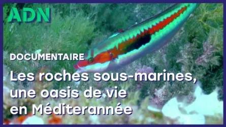 Les roches sous-marines, une oasis de vie en Méditerranée