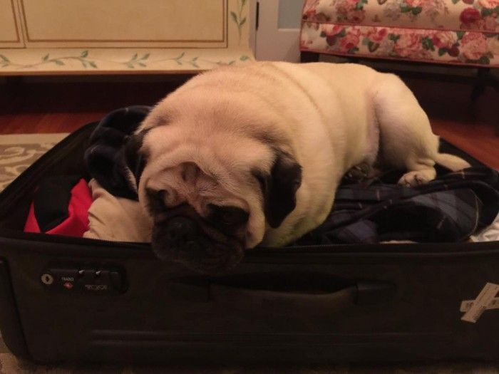 Despite his best efforts, Ting fails to stow away in James’ suitcase.