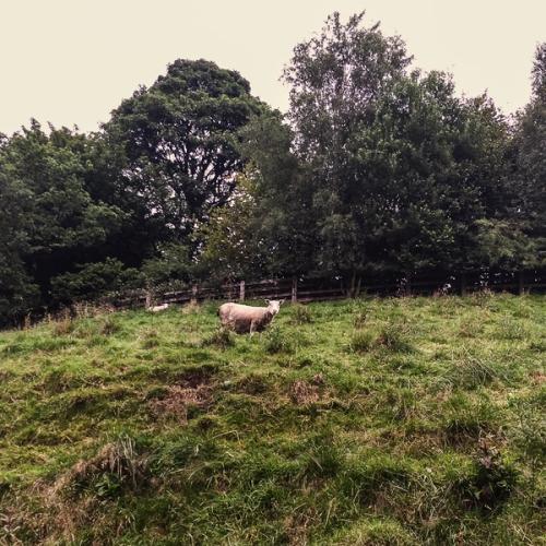 Chronotope teaser image of a sheep