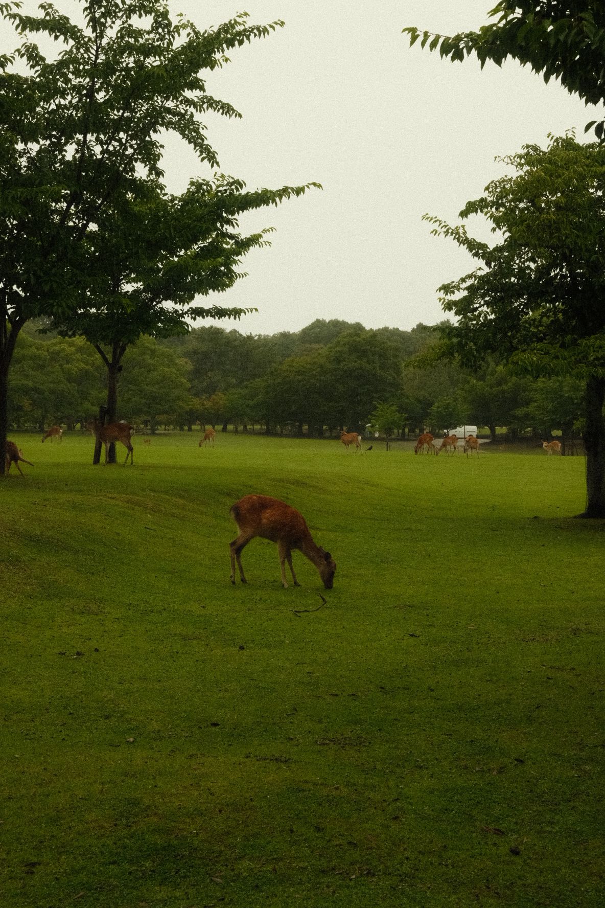 Nara