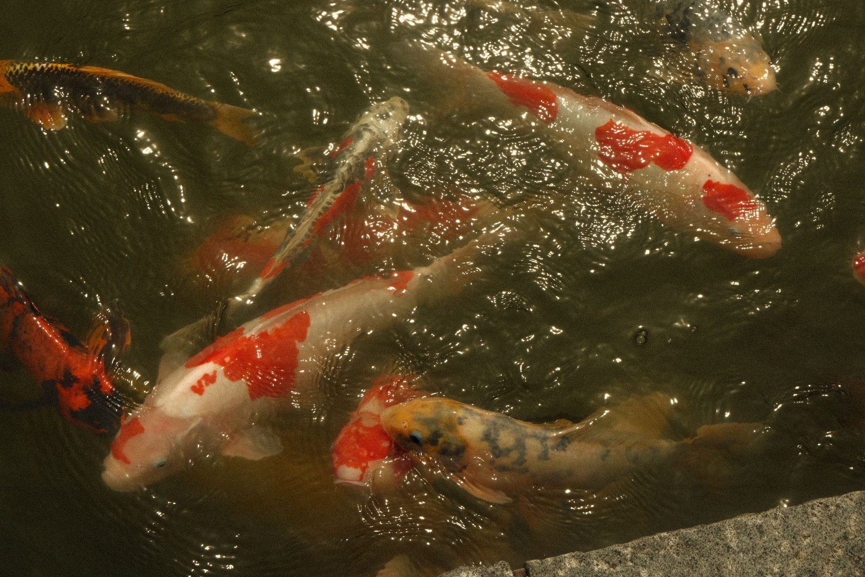 Koi
